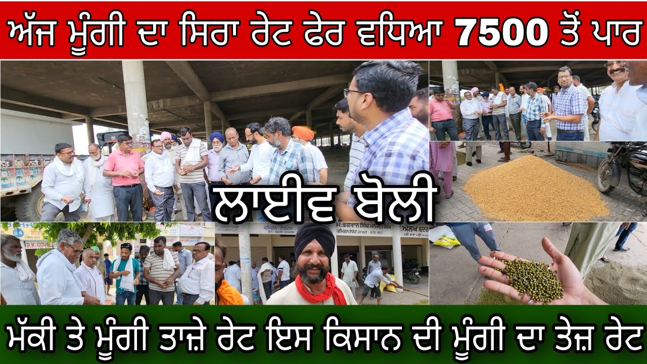 Mungi and maize Price In Punjab | Kotkapura Mandi | ਮੂੰਗੀ ਤੇ ਮੱਕੀ ਦੇ ਤਾਜ਼ੇ ਰੇਟ | ਮੂੰਗੀ 7500 ਤੋਂ ਪਾਰ