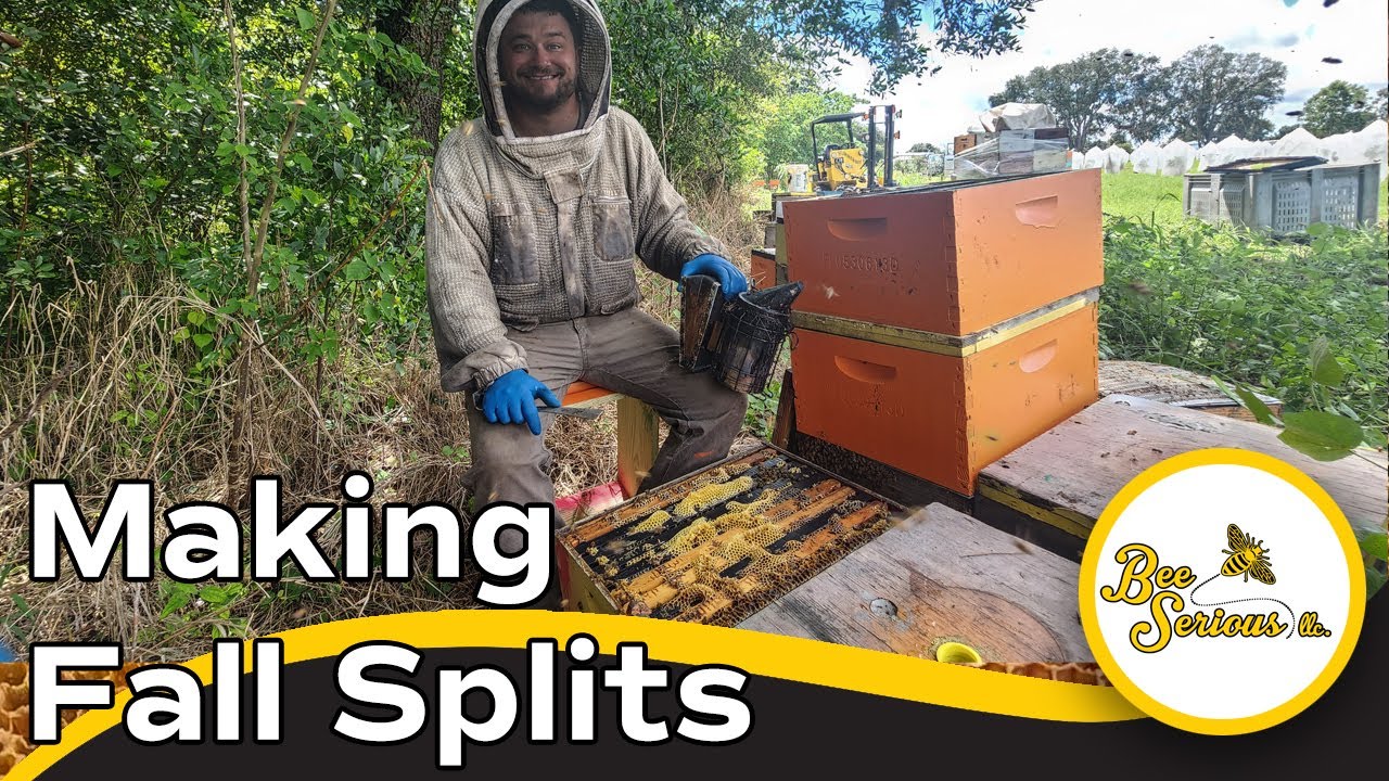 Making Fall Splits Before a Honey Flow In Central Florida