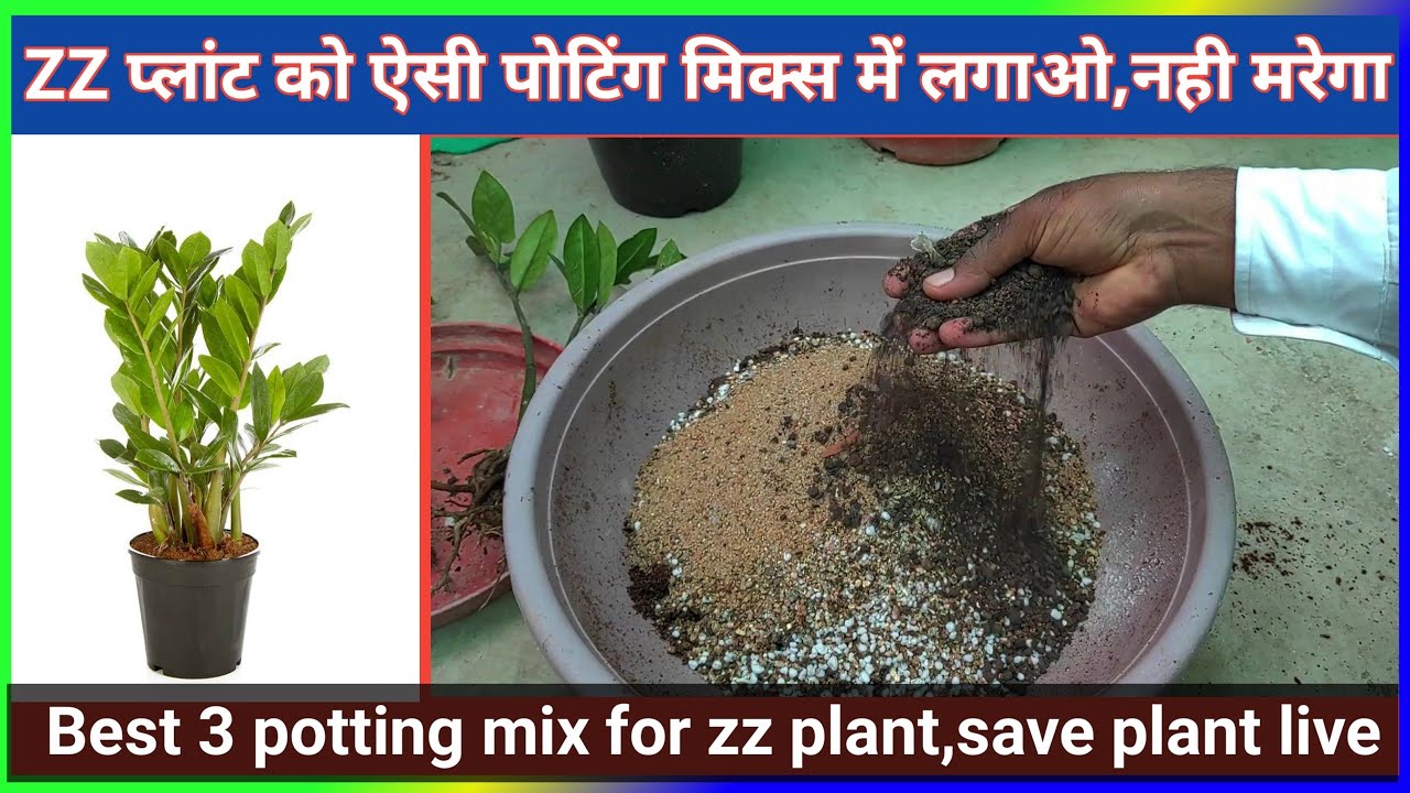 ZZ प्लांट को ऐसी पोटिंग मिक्स में लगाओ,नही मरेगा | best potting mix for zz plant,save plants live