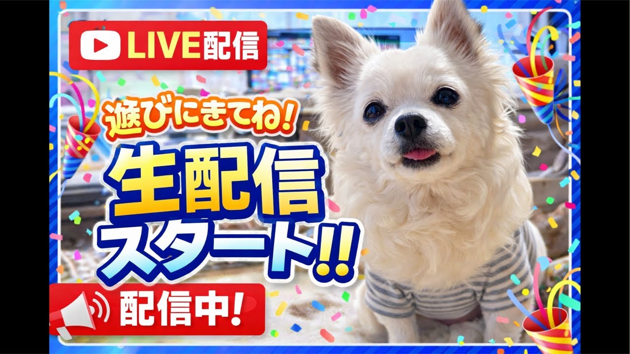 まいこMaiko &コロンcolon がライブ配信中！