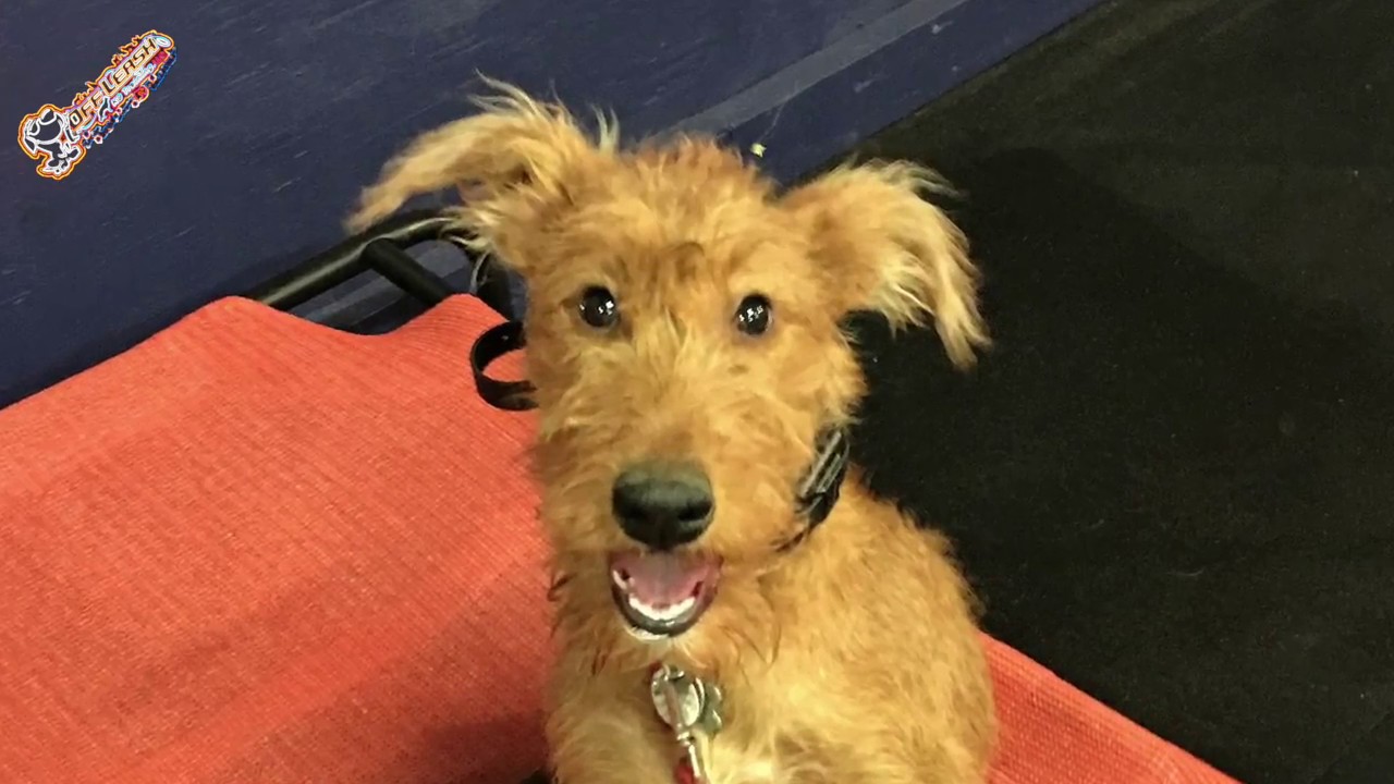 5 Month Old Irish Terrier 