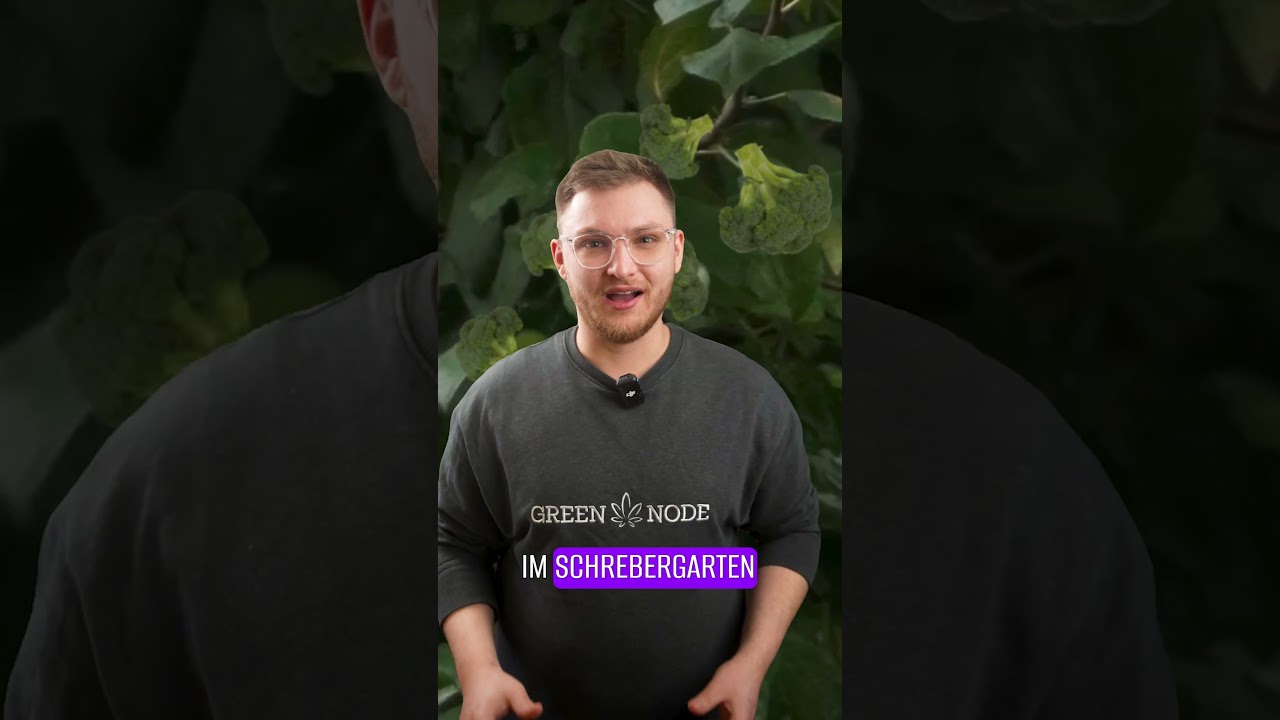 STRAIN TALK - FRISIAN DUCK🥦 | #greennode #shorts