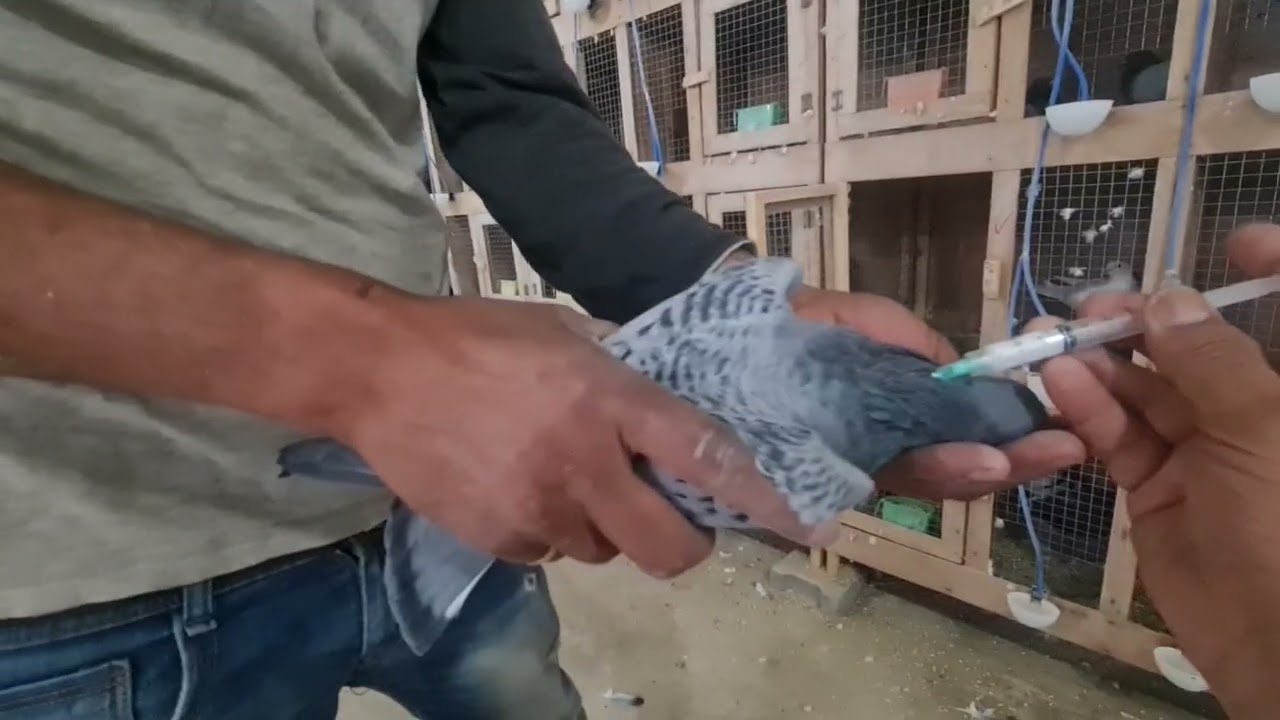 حلقه (40) ونكمل التطعيم مع سوالف عن التطعيم والمتابعه لمشروع الحمام ١٠٠٠ زوج 👍🤣🤣