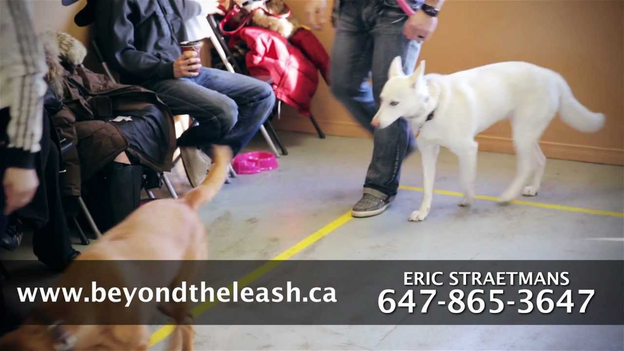 BEYOND THE LEASH k9 training DOG TRAINING SCHOOL T.V. commercial...60 second edit version.