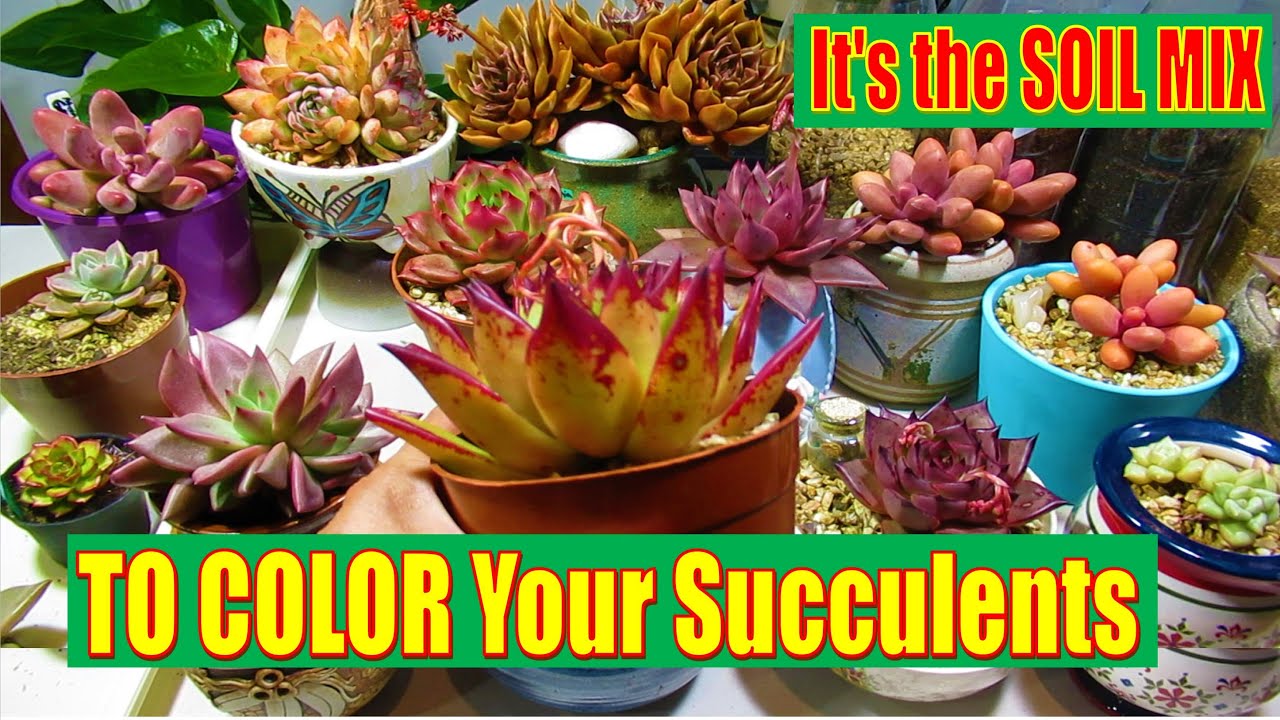 How to make a SUCCULENT ADVANCE Soil Mix