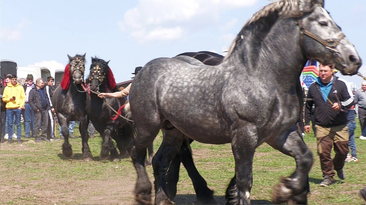 Târg expozițional de cai Trei Movile - Bucovina 23 Aprilie 2023