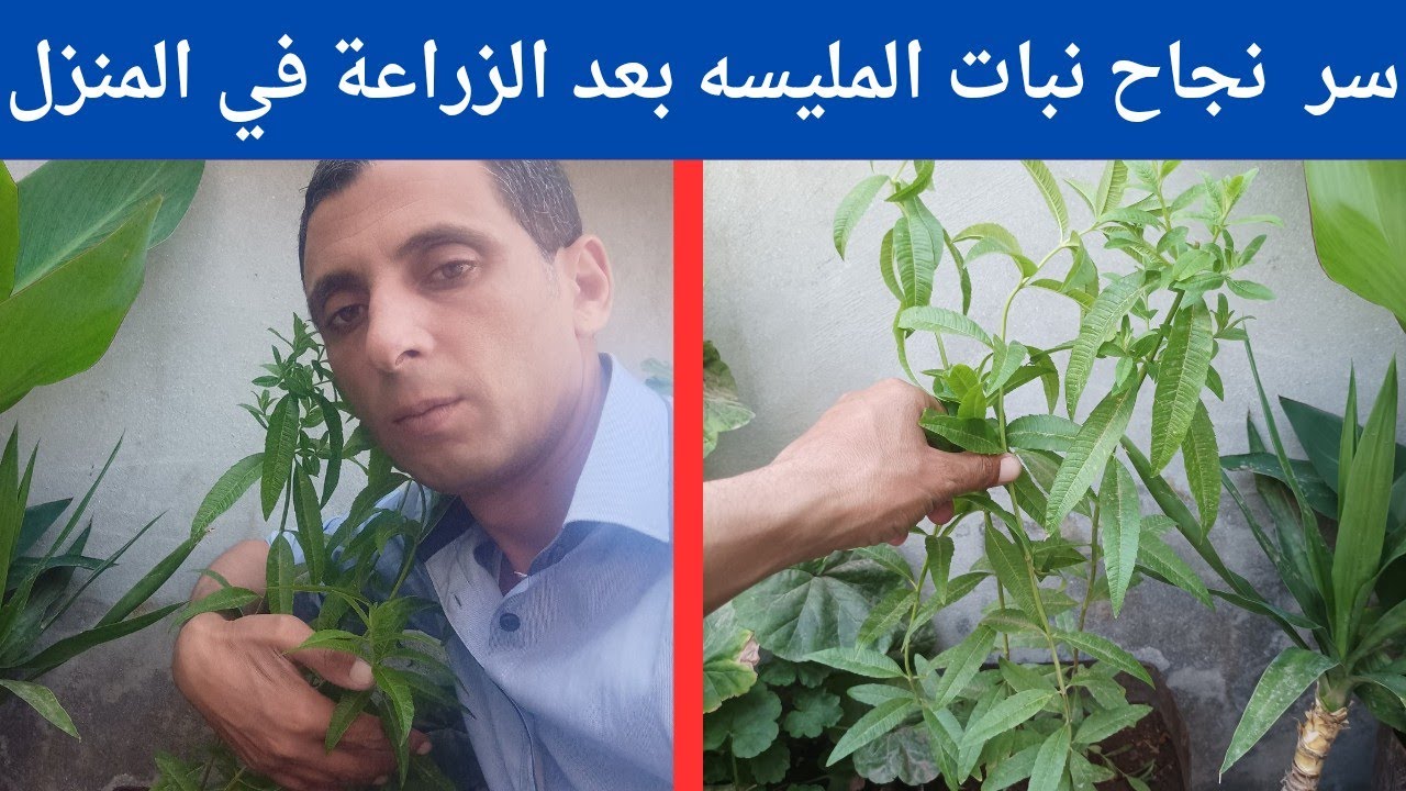 زراعة المليسه في المنزل 3 اسرار لنجاح المليسه لتصبح مثل اشجار الغابات