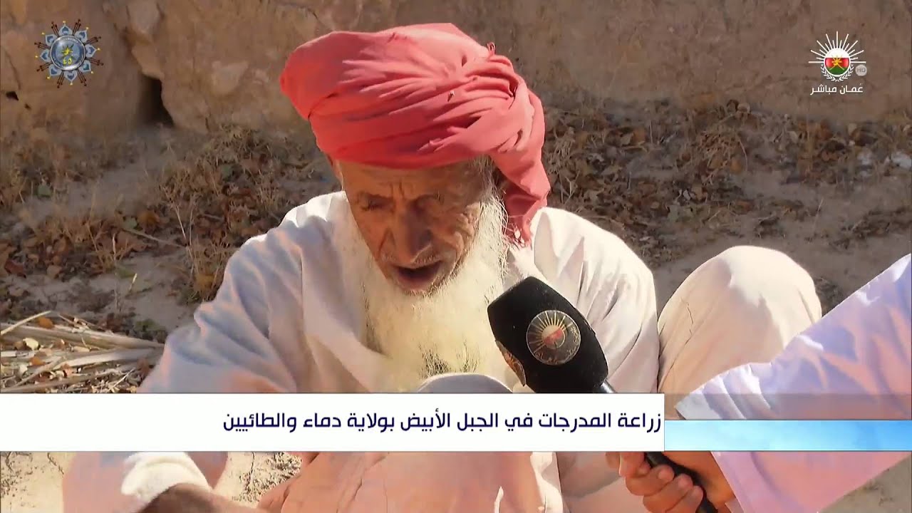 زراعة المدرجات في الجبل الأبيض بولاية دماء والطائيين