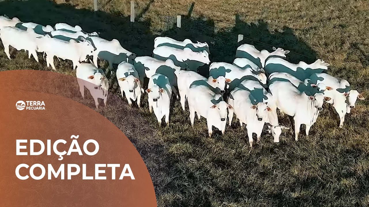 TERRA PECUÁRIA - EDIÇÃO COMPLETA 19/10