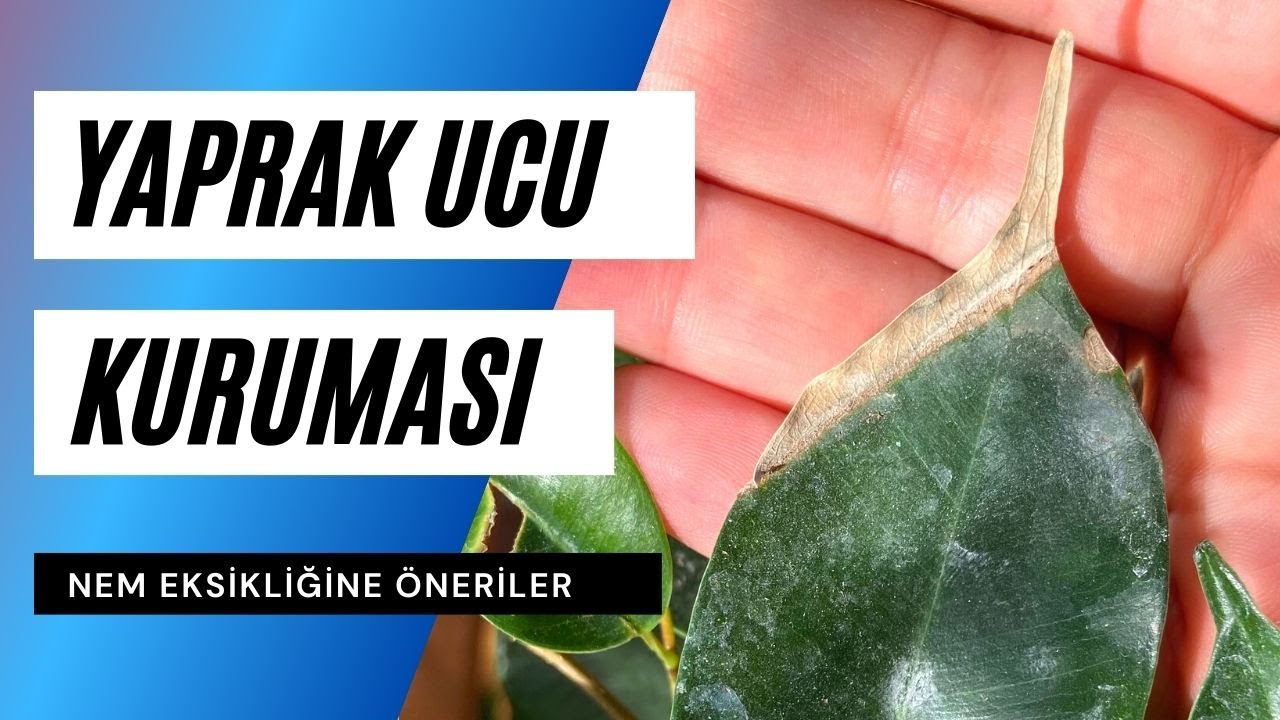 Bitkimin yaprakları kuruyor neden? 🍂 Kışın bitki bakımı ve nem eksikliği belirtileri