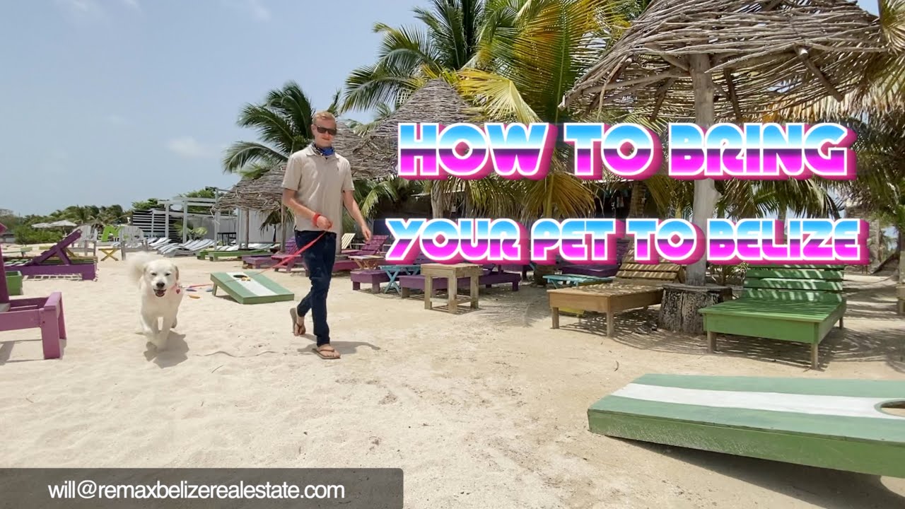 How to Bring your Pet to BELIZE