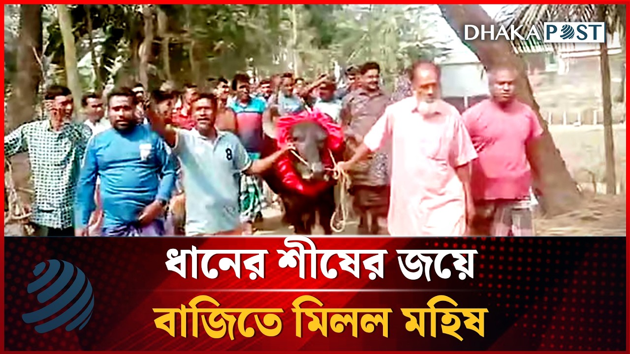 ধানের শীষের জয়ে বাজিতে মিলল মহিষ | Latest Bangla News | Dhakapost News