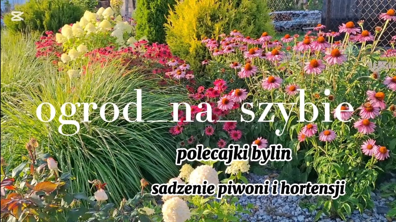Moje dla Was - polecajki bylin🌸🌺. Sadzenie piwonii i hortensji. 🤍💕💚💕