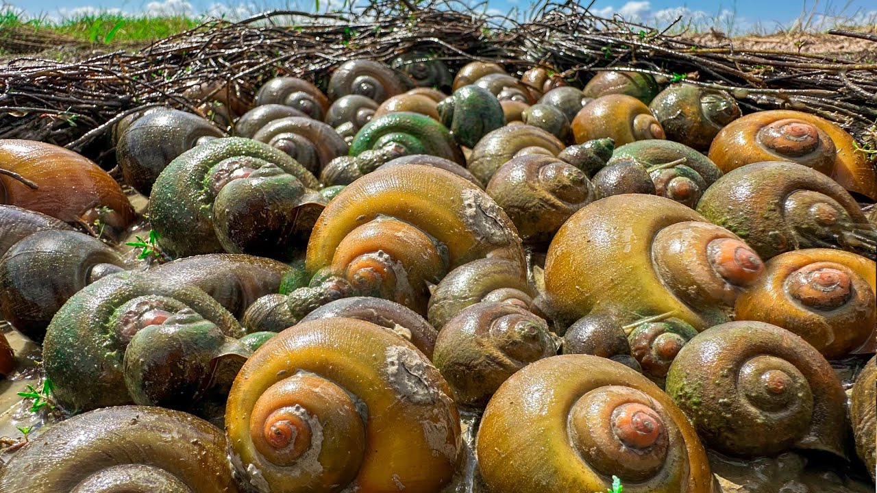 Unbelievable ! A fisherman catch a lot of snails in the mud at the rice fields​ - Best Fishing 