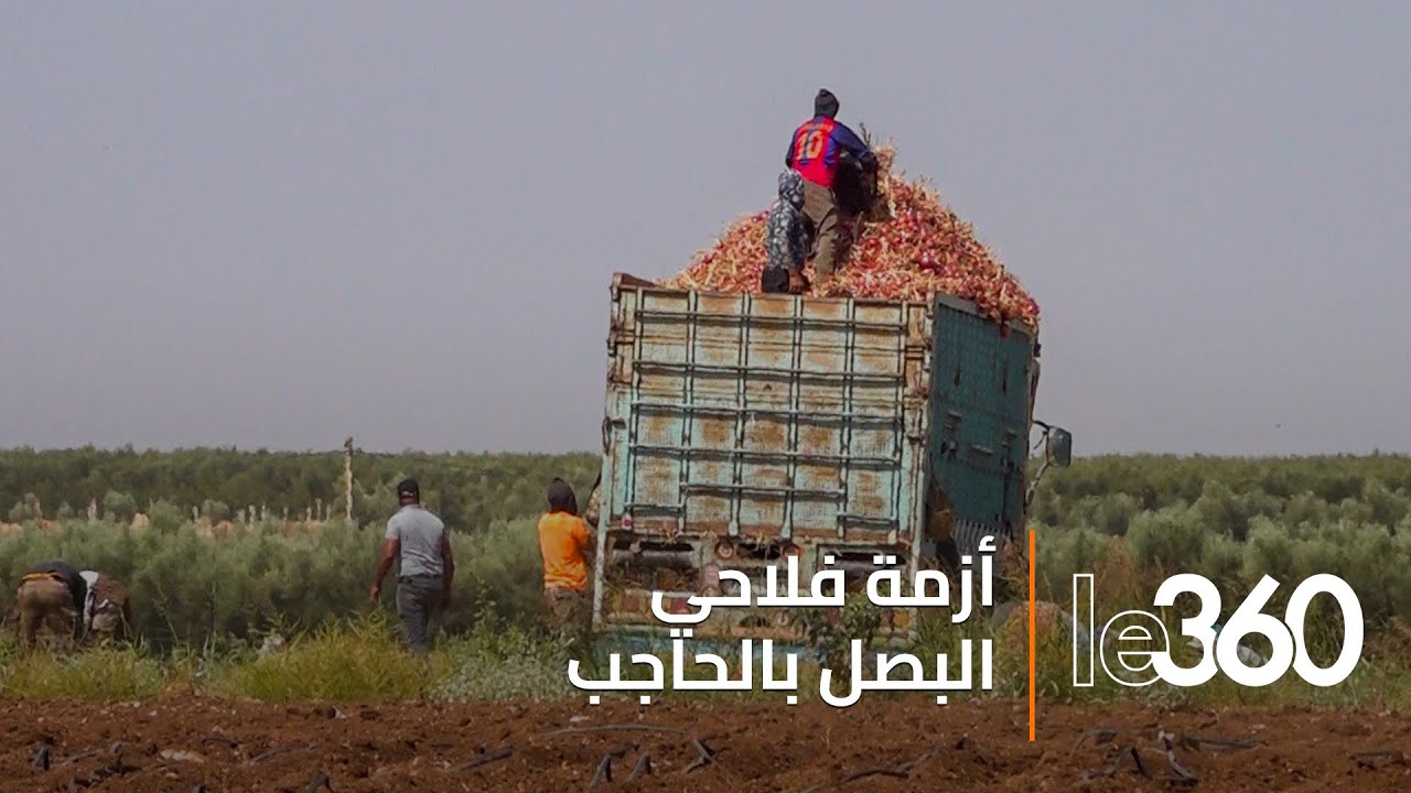 الحاجب: فلاحون بمنطقة بودربالة يشتكون تراكم محصول البصل ويطالبون بفتح باب التصدير