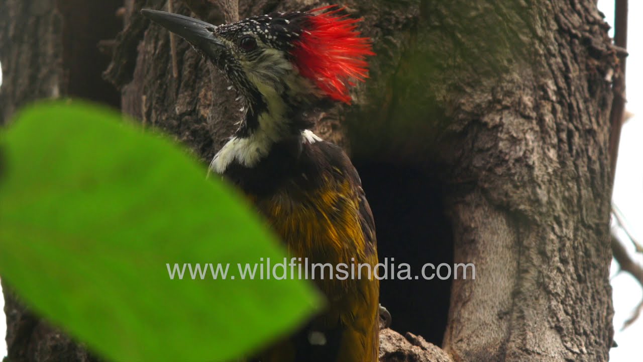 Black-rumped Flameback with red head, zygodactyl limbs, prospects tree hollow in winter for nesting