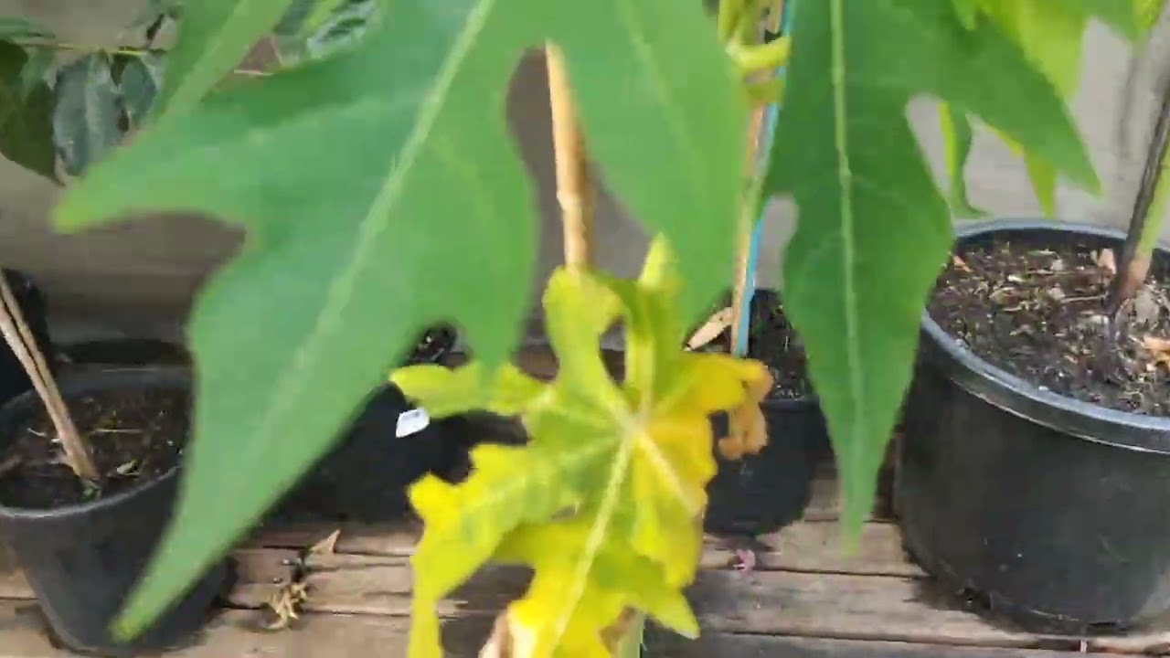 Backyard tropicals update Melbourne 