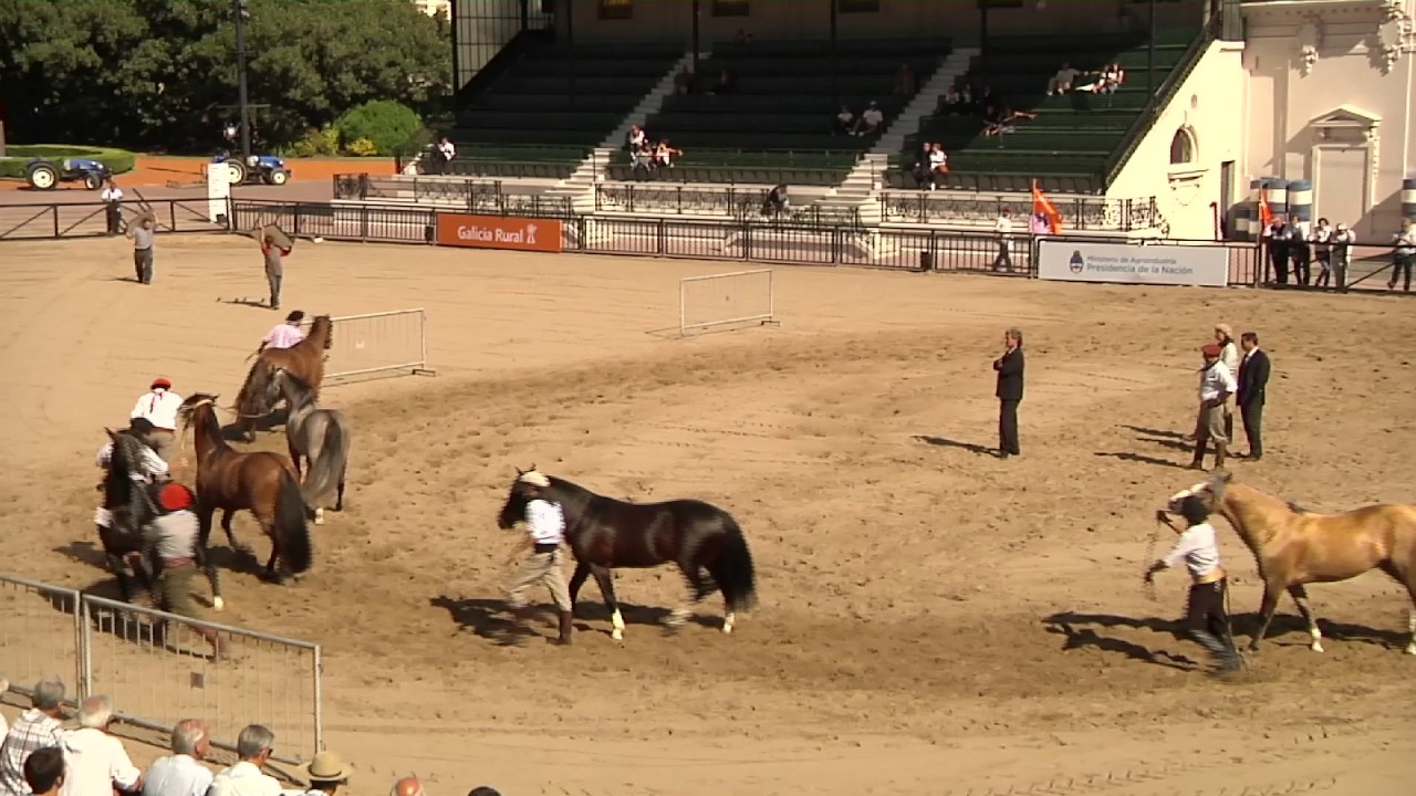 C&Oacute;MO ES EL CABALLO CRIOLLO IDEAL