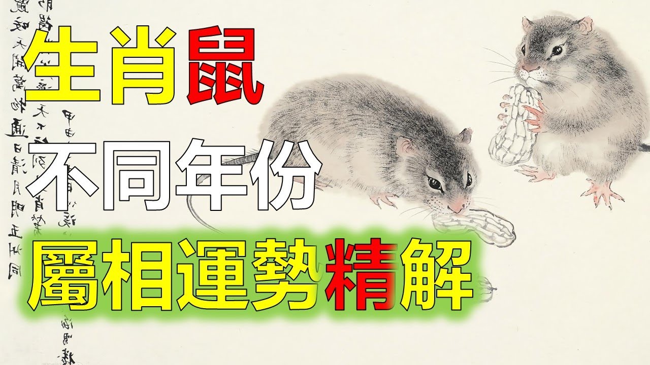 生肖屬鼠人今年運勢及每月運程詳解，2023年12生肖運勢，預測十二生肖（鼠）生肖運勢，十二生肖屬鼠人五行主水，十二生肖屬鼠地支中子水之所在，十二生肖屬鼠屬鼠的人聰明過人，善解人意，十二生肖屬鼠性格多變