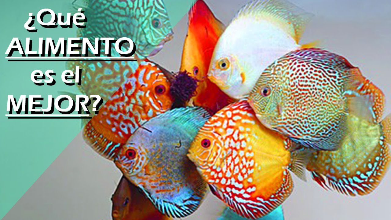 128🍤🥩.- 5 TIPS CLAVE para ALIMENTAR correctamente a tus PECES DISCO 🐟 (¡Evita errores!)