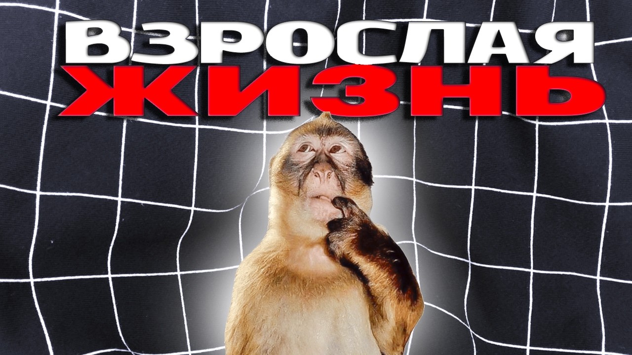 КАК ВЫЖИТЬ ВО ВЗРОСЛОЙ ЖИЗНИ!?