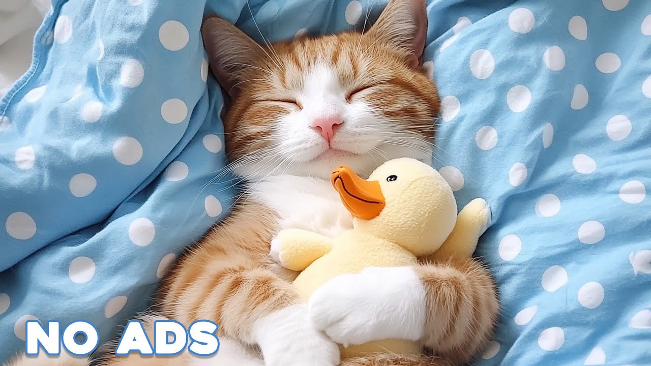 12 Hours Sleep Music for Cats 🐈 Calming Music for Cats No Ads ♬ Sleep Music for Anxious Cats