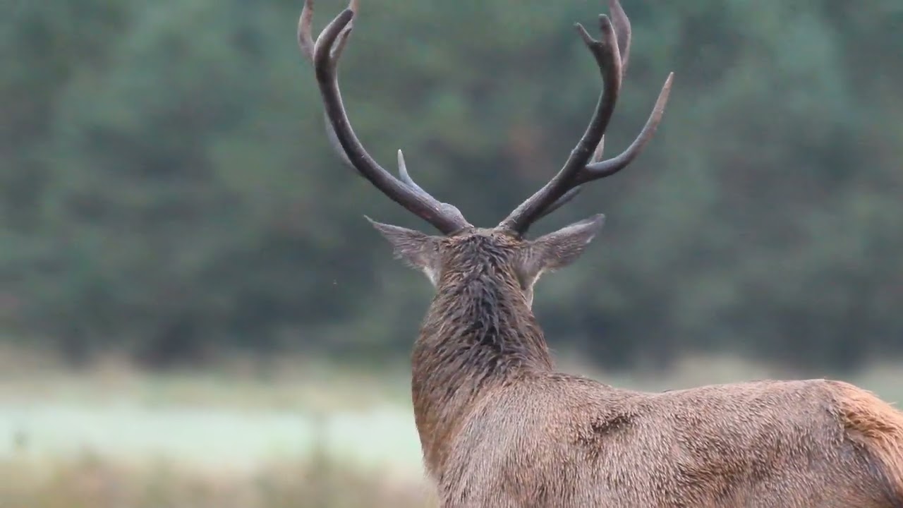 Kronvildt I brunst tiden 2025 D. Red deer in the rut. 