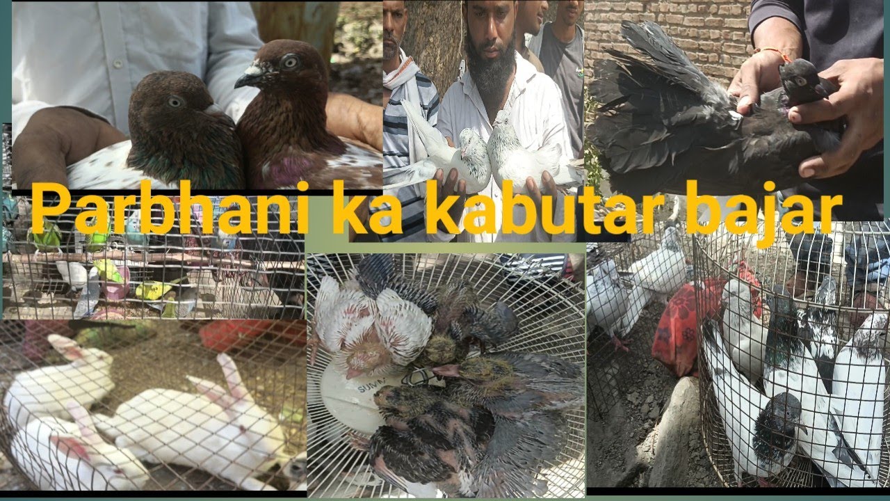 Parbhani kabootar bazar#परभणी कबूतर बाजार🥰🥰18.06,2023 pigeon market in Parbhani