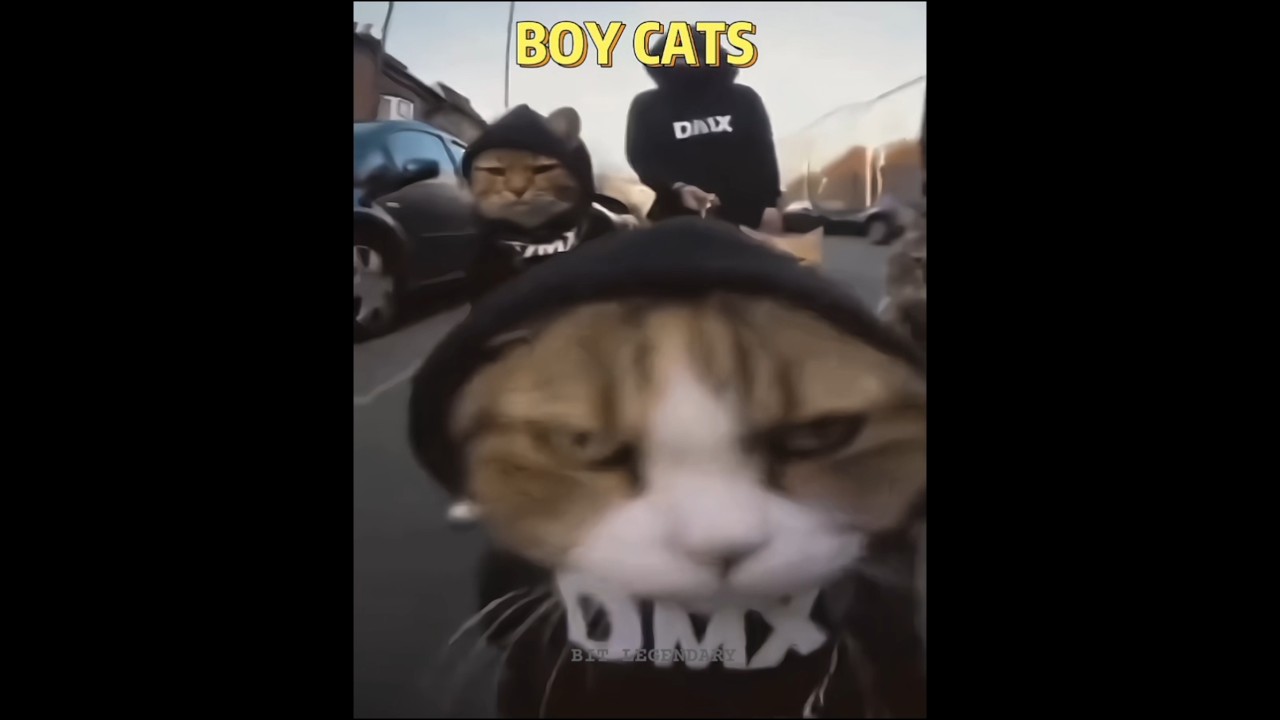 Girl cats 🤡 vs Boy cats 💀  #edit #trollface #cat #cats #teamcrazyy