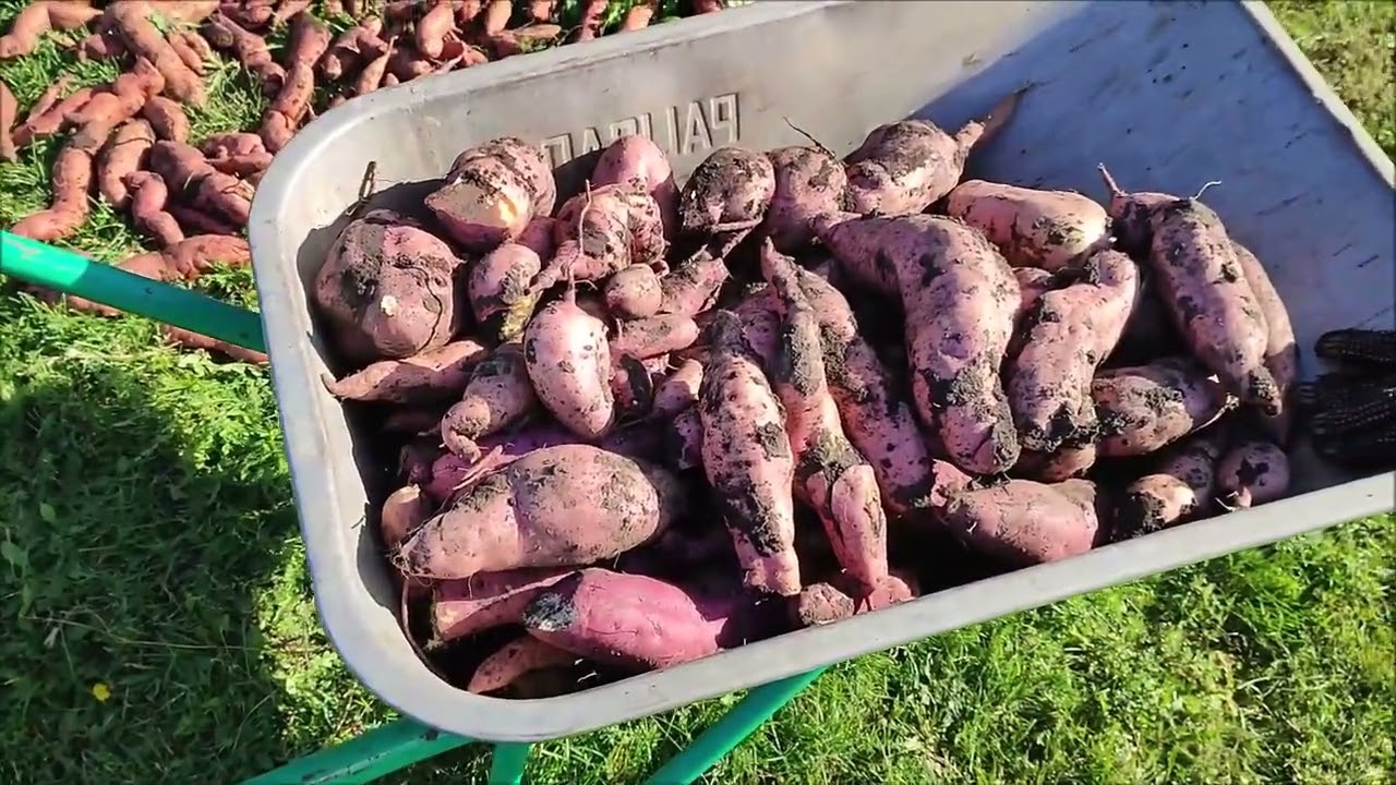 Поволжье. Урожай батата + салат (часть 2)