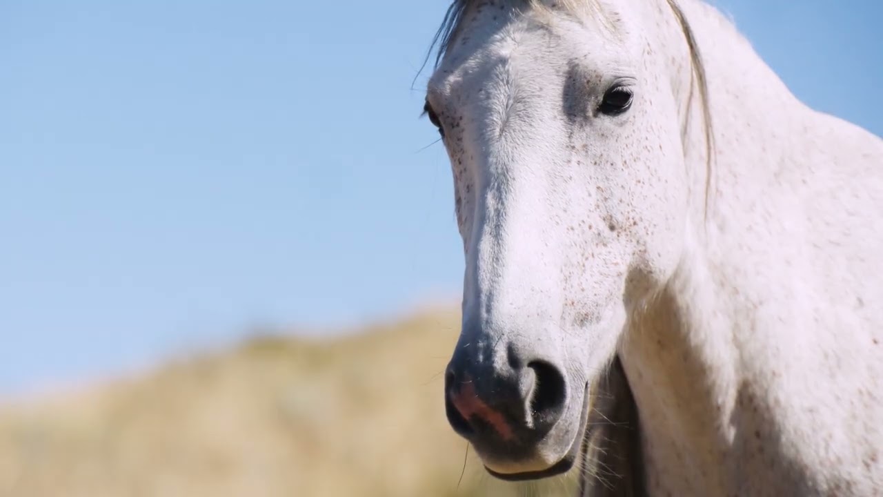 Meet Scott - The Wild Animal Sanctuary's Equine Programs Director