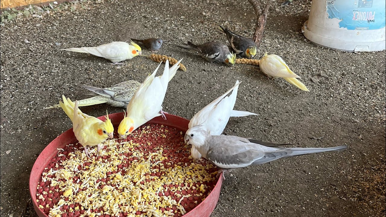 Kümeslerde Büyük Değişiklikler / Yeni Kafesler / Kazlar, Papağanlar, Tavuklar 