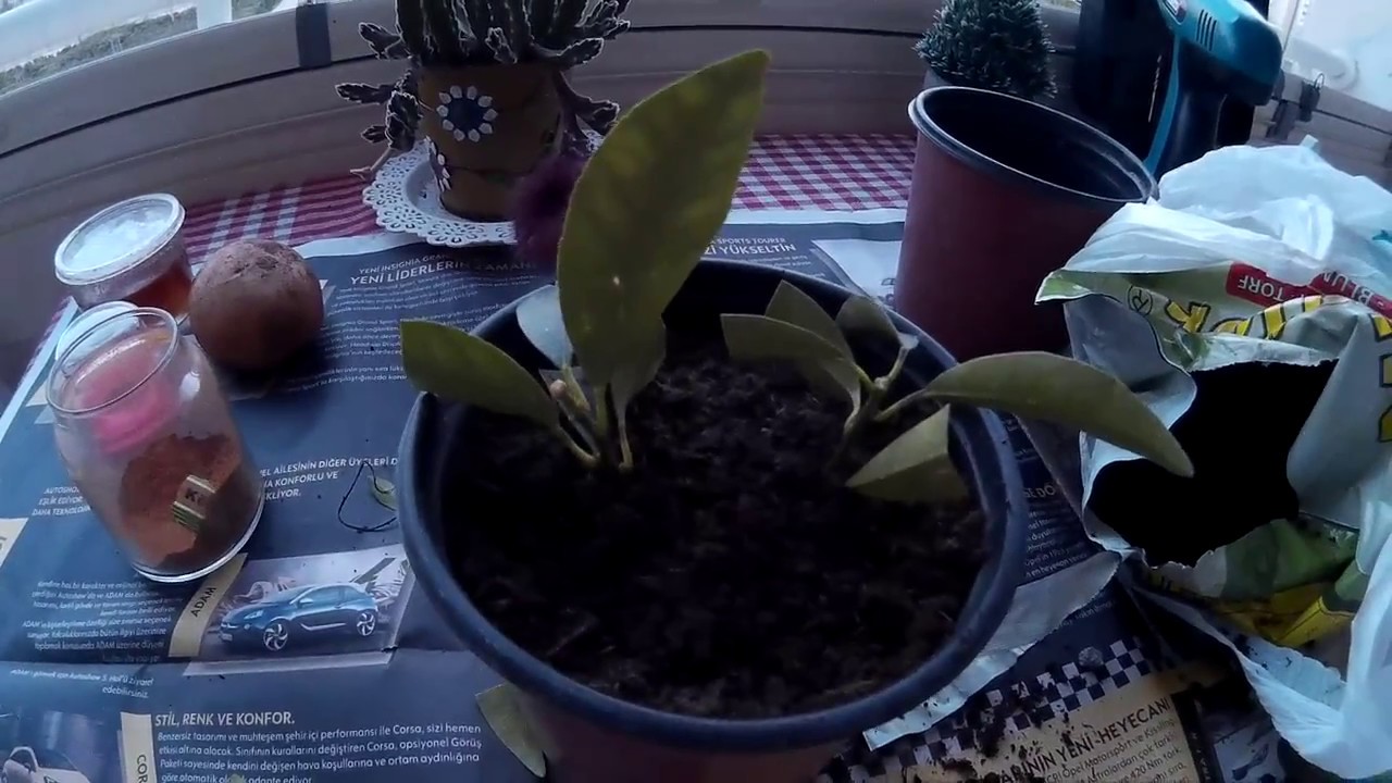 daldan kamkat çoğaltma (cloning kumquat)