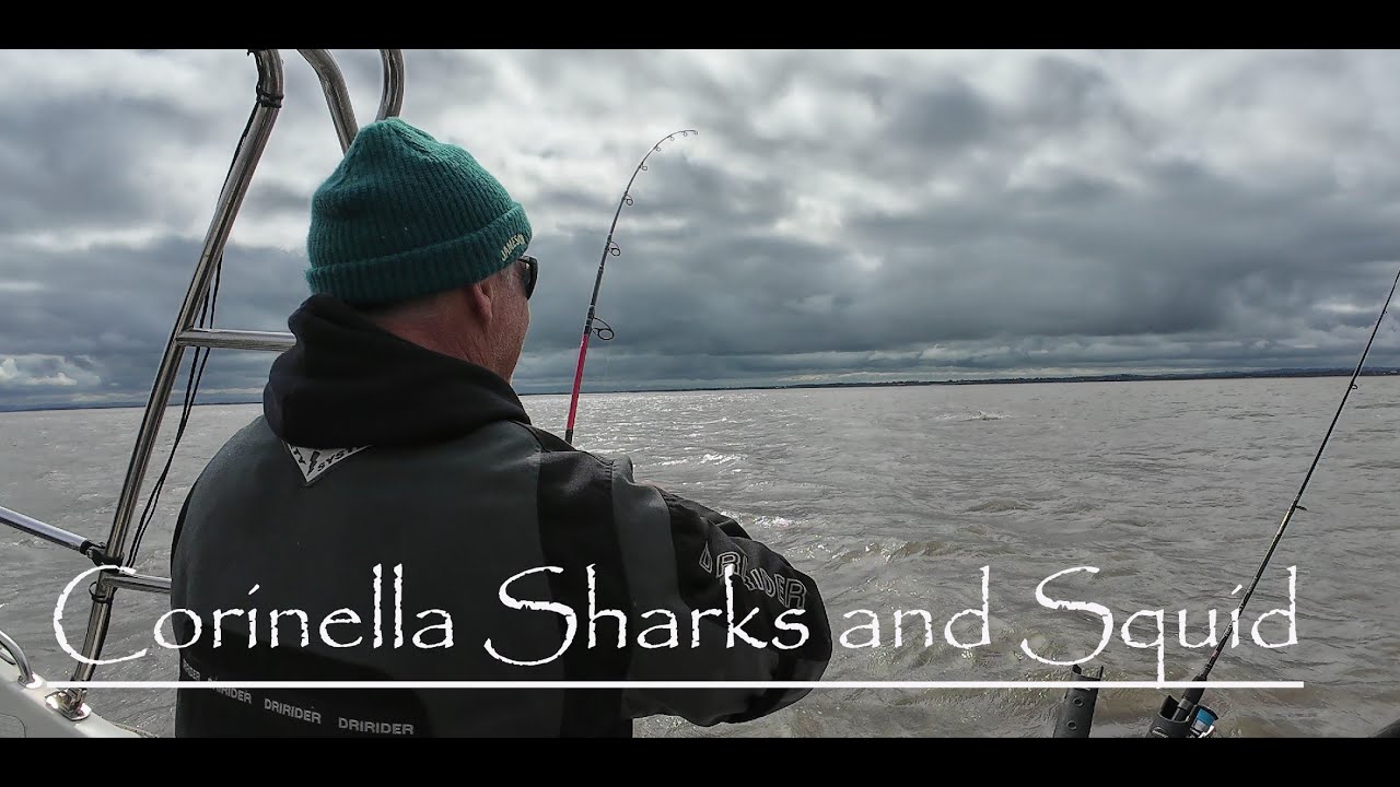 Sharks and Squid from Corinella