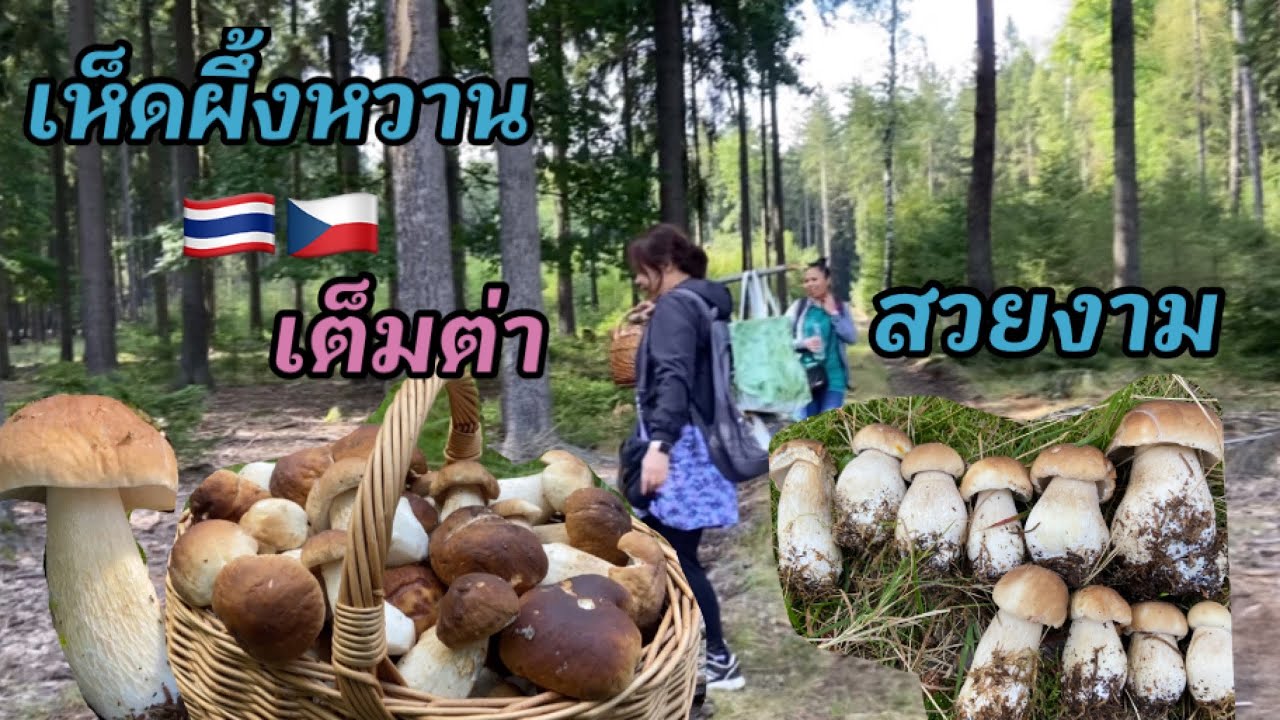 #ชีวิตในต่างแดน # เก็บเห็ดผึ้งหวาน เต็มต่า อวบๆเลยจ้า