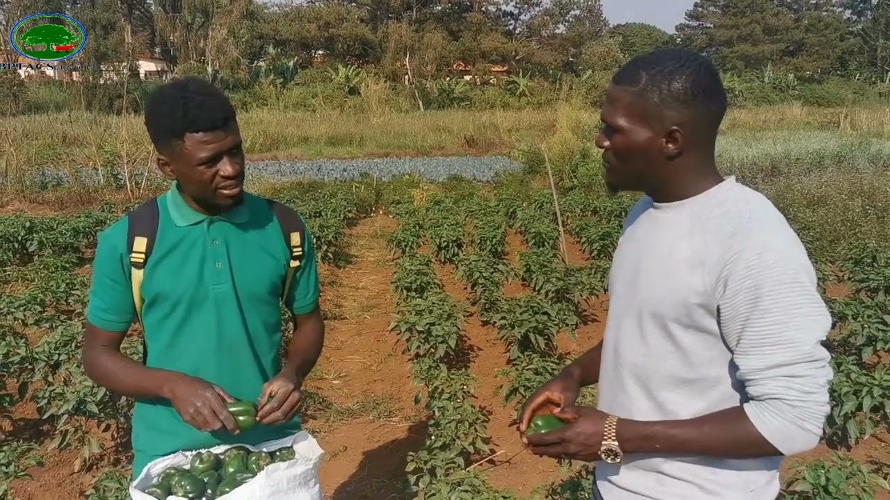 le biochar rendra les producteurs de poivron en haut désormais