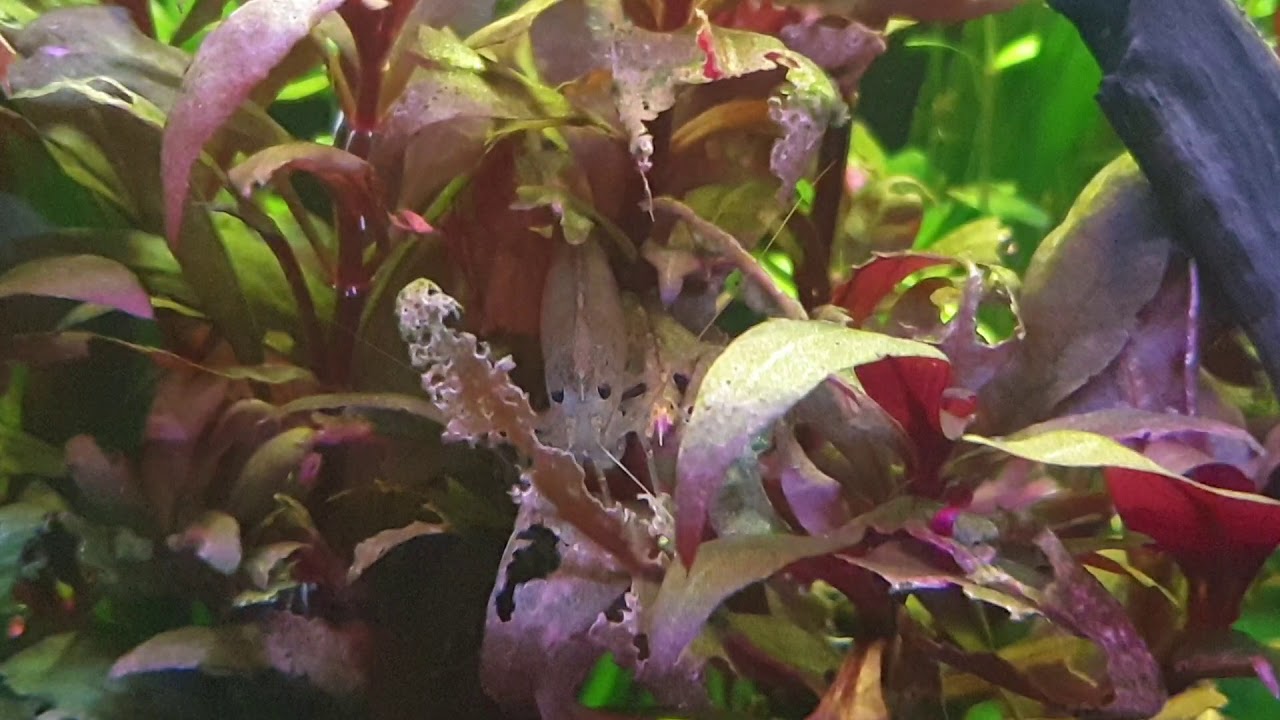 Amanogarnele vernichtet Aquariumpflanze
