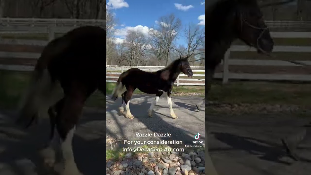 Friesian x Gypsy Colt Flashy