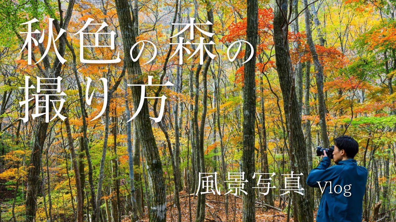 【風景写真】 色彩あふれる秋の森  紅葉の全てを被写体に | Nikon Z