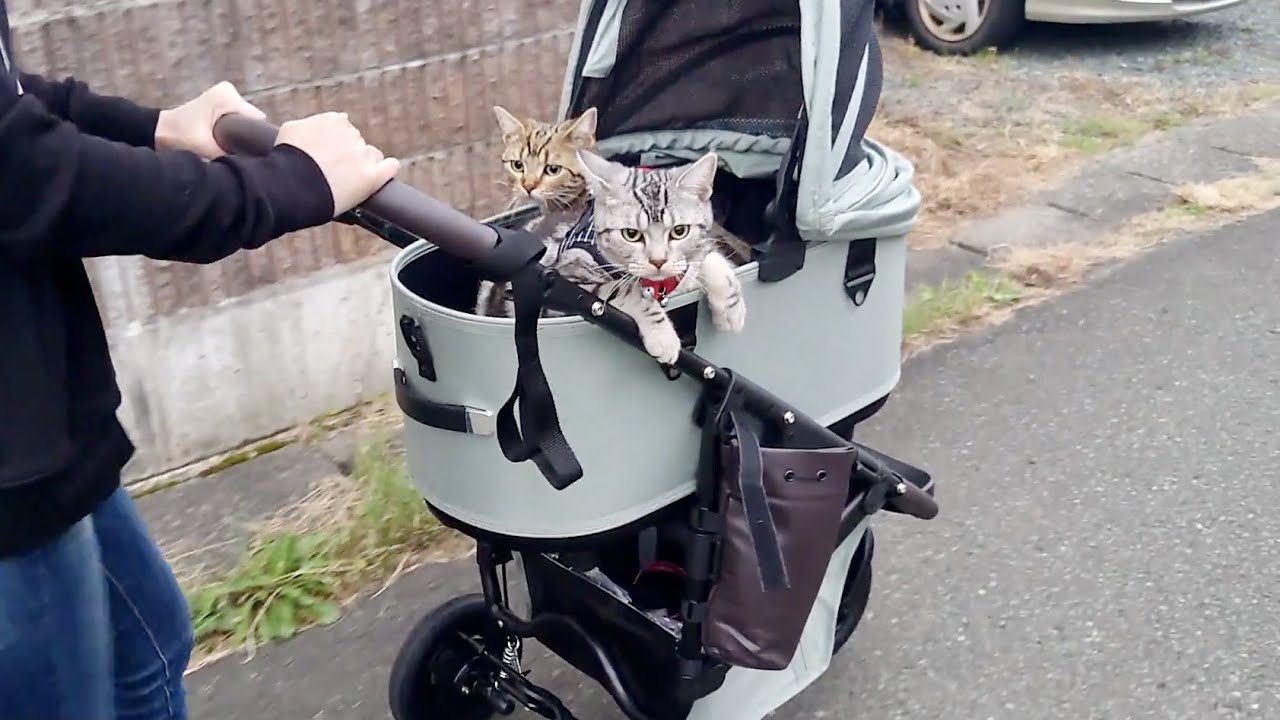 ペットカートで公道デビュー Go For A Walk With a Cat Stroller【アメリカンショートヘア】AIRBUGGY DOME3 子猫