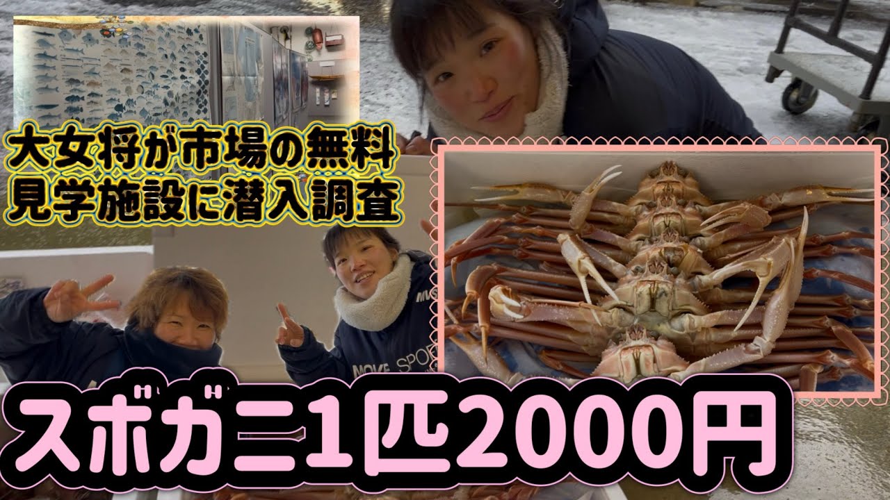 『生きてる蟹が1匹2000円！大女将が市場の無料見学施設に潜入調査』#激安  #魚屋　#相木魚問屋 #敦賀   8/2/9