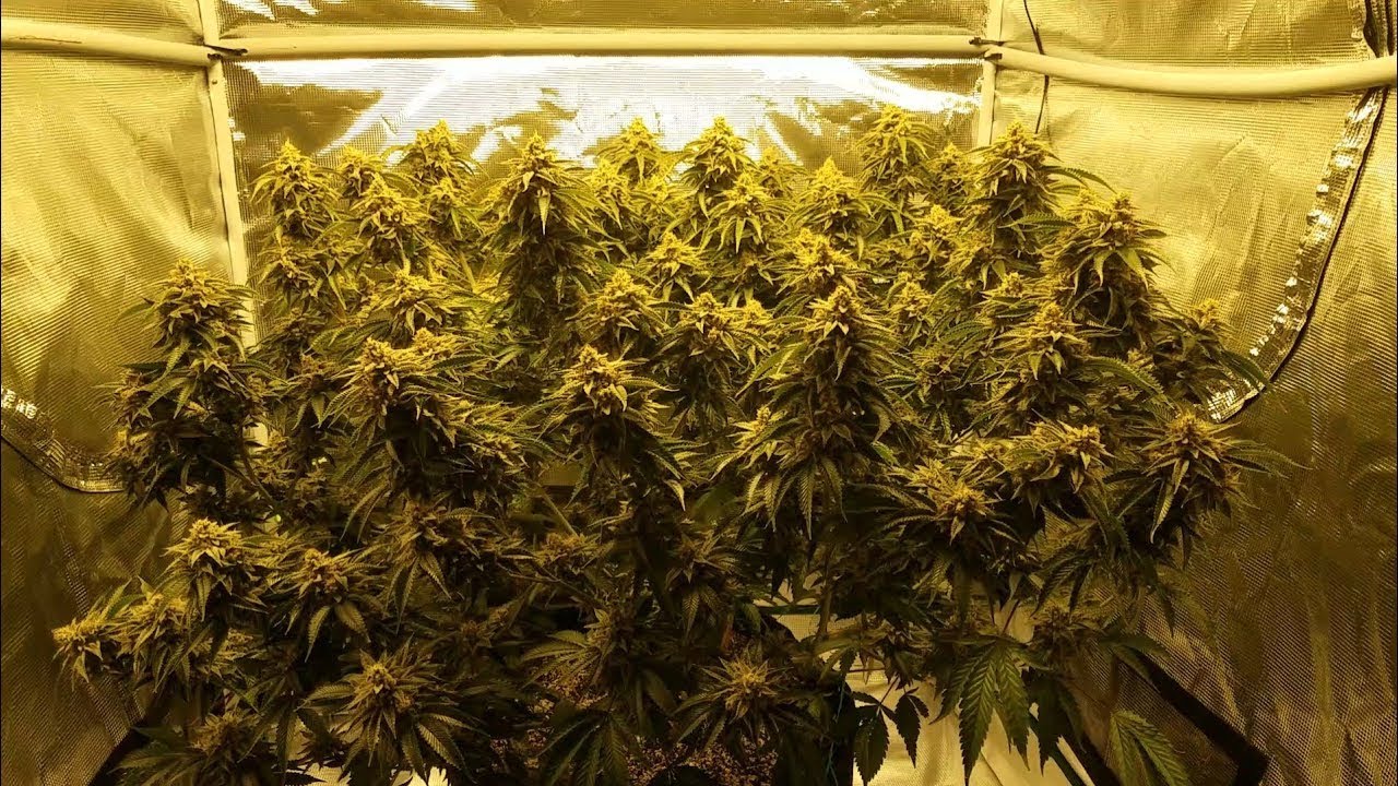 Grow 3: Milk n Cookies Week 7 Flower, HLG 260 3x3 Big Plant Grow
