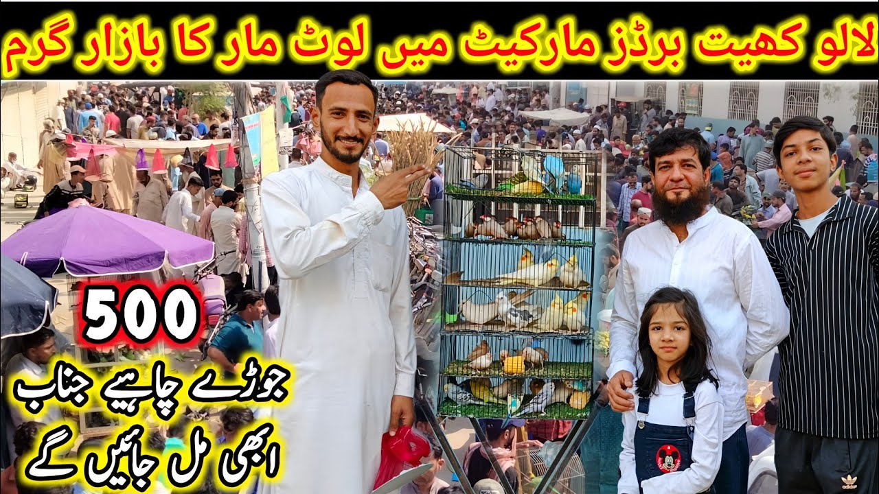 Lalukhet Sunday Birds Market 2025 Latest Update | Cheapest Birds Price in Lalukhet Market @SYEDBIRDS