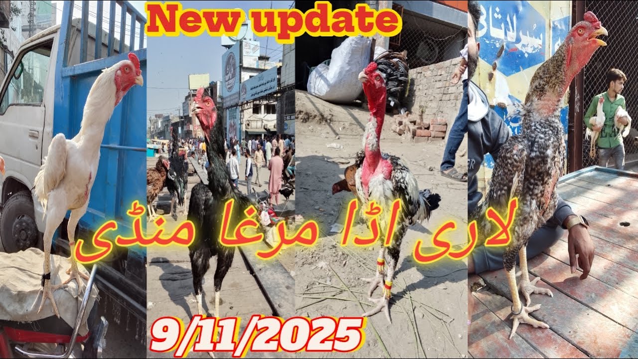 || Lahore murga mandi || new update Lari adda in Lahore || murga mandi new update || Sunday bazaar.