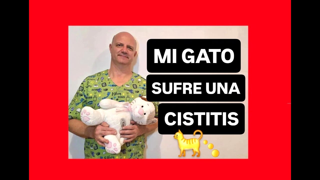 Mi gato sufre una cistitis