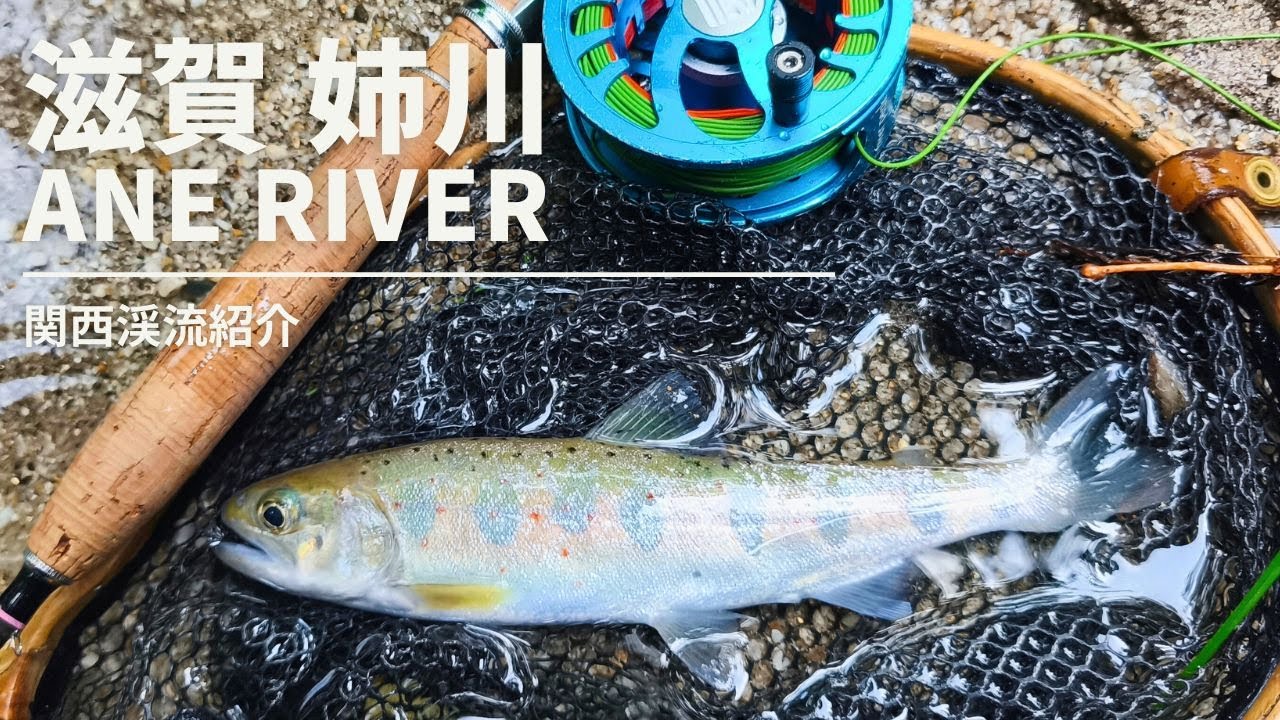 🎣【渓流フライフィッシング】真夏の姉川リベンジ！関西屈指の清流でドライフライチャレンジ【関西渓流紹介 滋賀県 姉川】