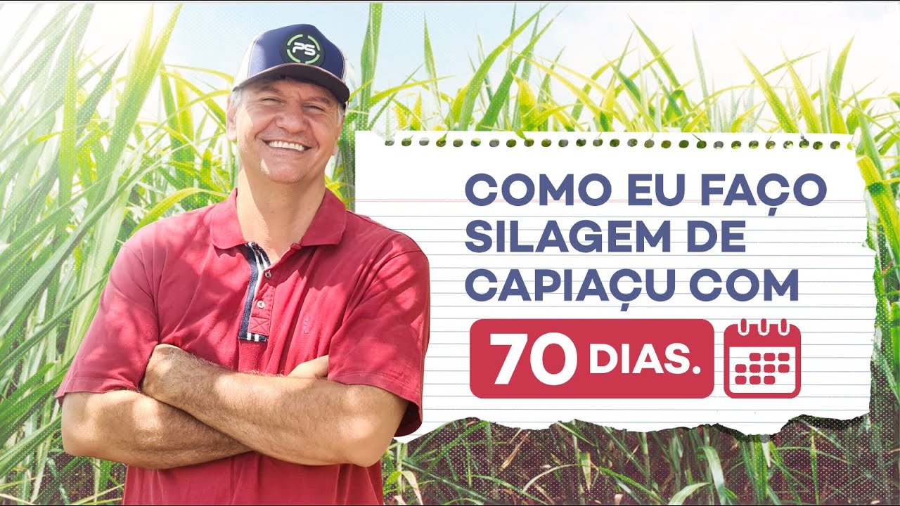 MEU SILO DE BRS CAPIAÇU FICOU MELHOR QUE SILAGEM DE MILHO E 50% MAIS BARATO.