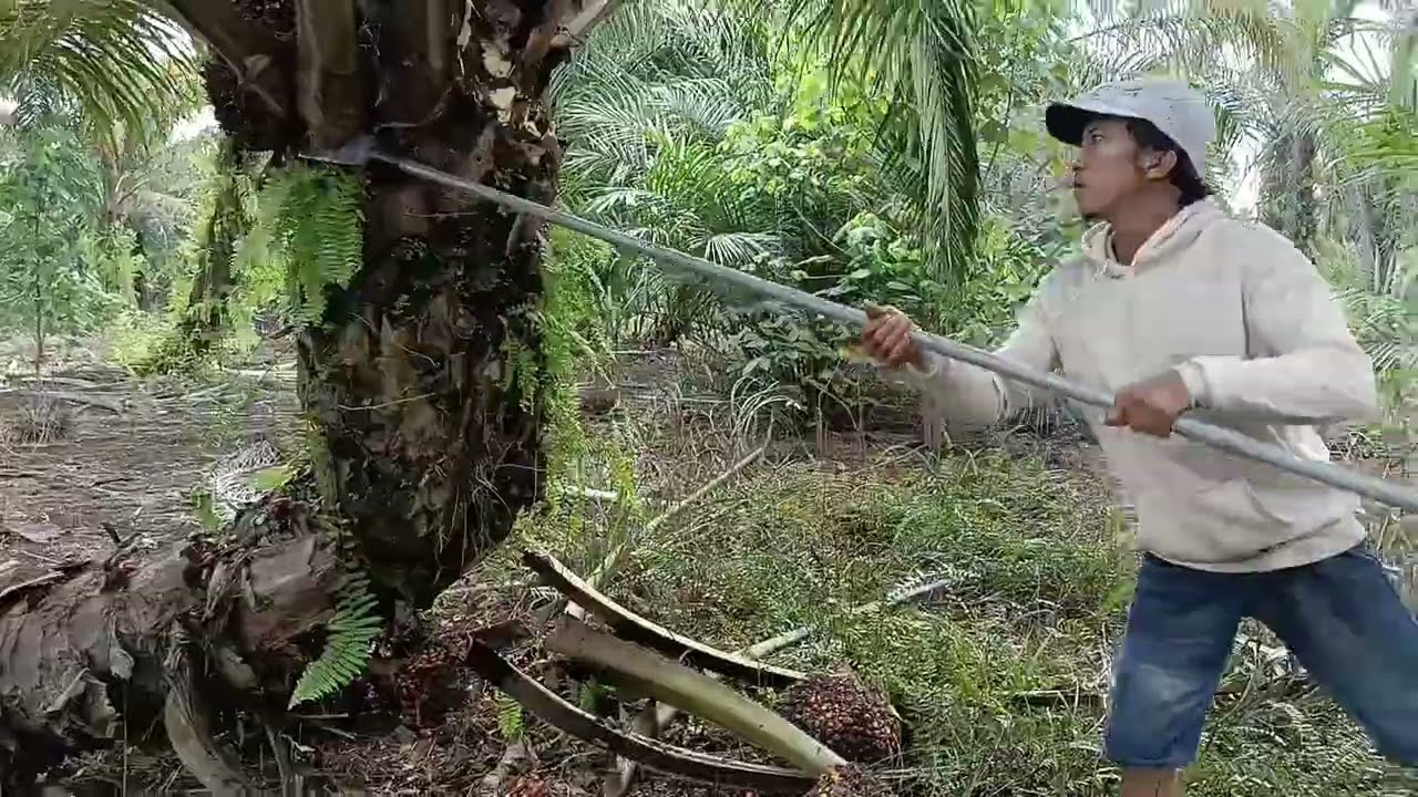 Panen sawit menggunakan Dodos || buahnya keliling