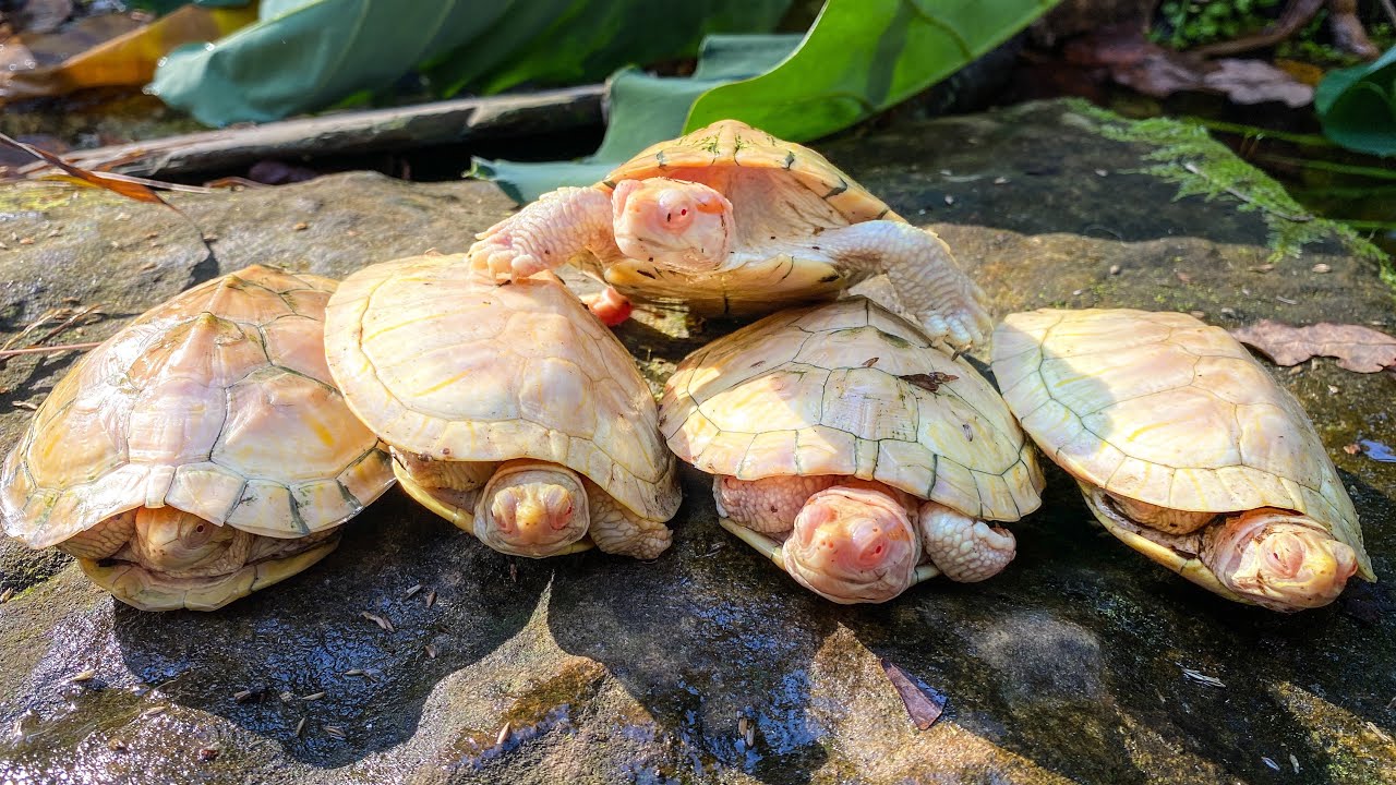 ALBINO TURTLES RESCUED! Update and QandA!