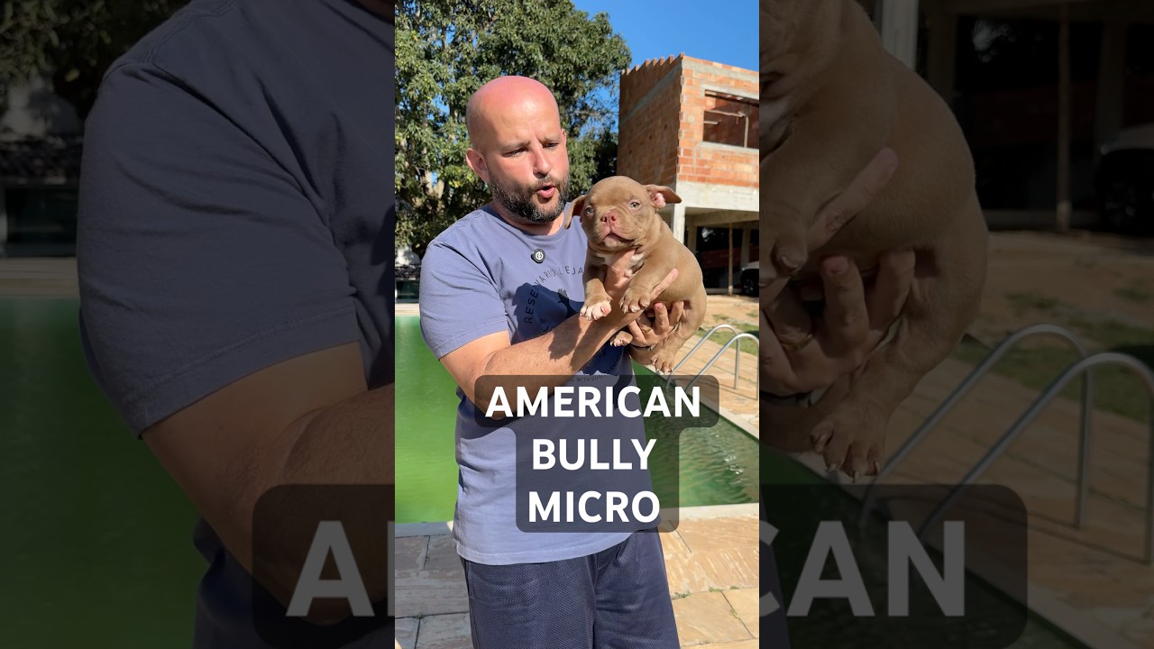 ❤️&zwj;🔥 FILHOTE DE AMERICAN BULLY MICRO! #canil #bully #bullymicro #americanbully #americanbullymicro